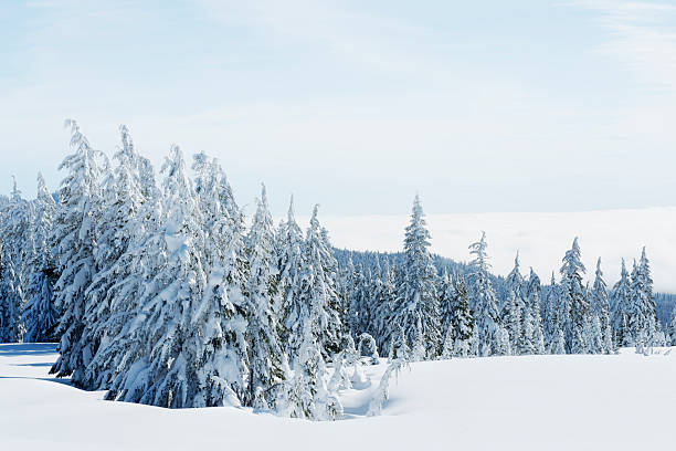 Frozen Wilderness stock photo
