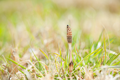Horsetail is a wild grass to represent the spring of Japan.