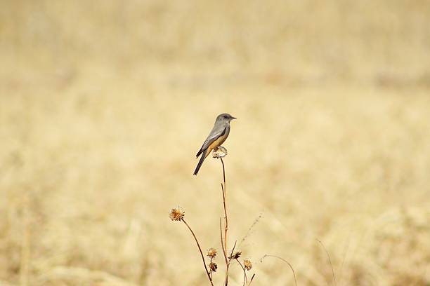 istock Single Say's Phoebe on Flower Against Golden Field 510216378