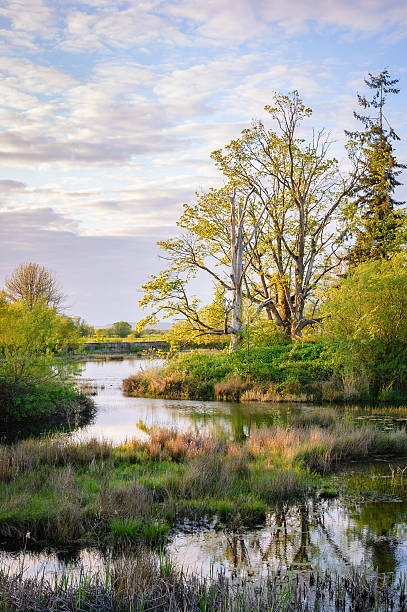 istock Nisqually National Wildlife Refuge 510216728