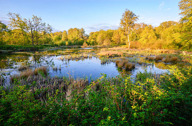 istock Nisqually National Wildlife Refuge 510216742