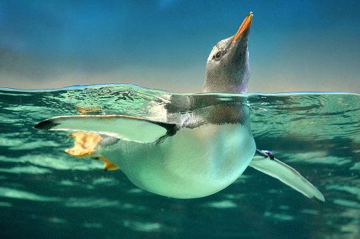 Gentoo Penguin: World's fastest swimming bird, copy space.