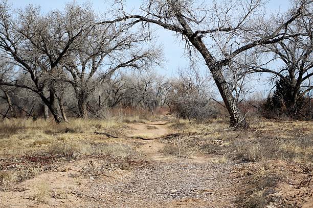 istock Sandy Path Into Cottonwood Grove 510217040