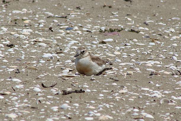 istock New Zealand Dotterel bird 510218450