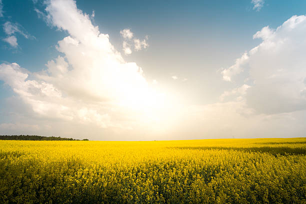 istock Sunset in field with flowers. Blue sky and clouds. 510218516