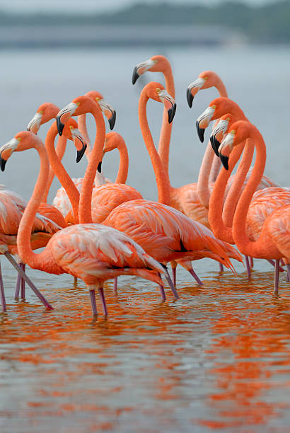 istock Greater Flamingos 510218600