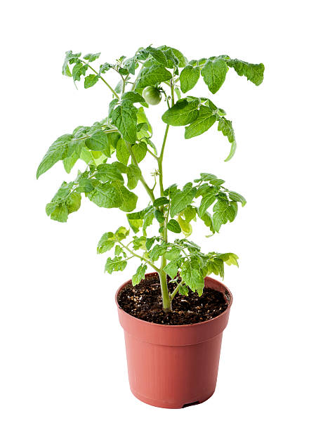 istock young tomato seedling isolated on white background 510218674