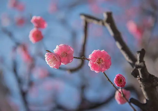 Japanese plum-blossom ume, flower, Ueno, Tokyo, Japan