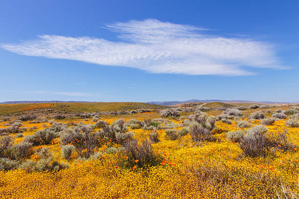 kuvapankkikuvat ja rojaltivapaat kuvat aiheesta kevätkukkia lancasterilla. - lancaster california