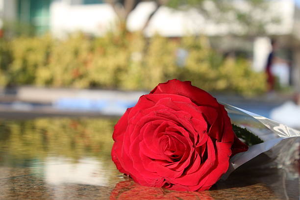 istock Red Rose lying on the floor - Stock Image 510220704