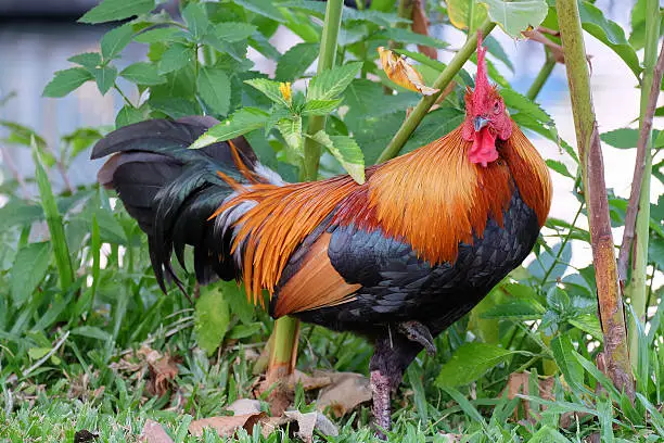 Photo of bantam at Thailand