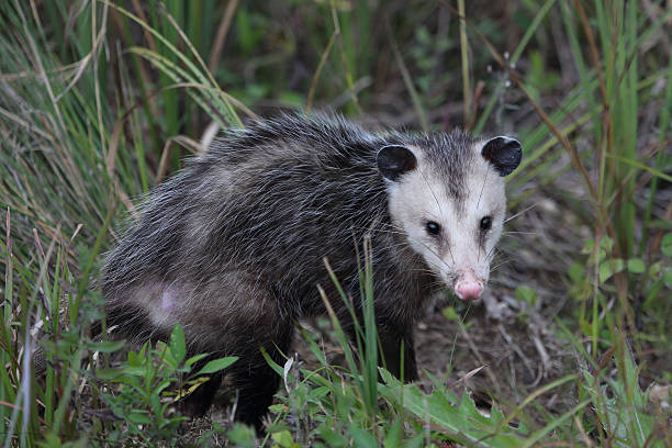 버지니아 opposum - common opossum 뉴스 사진 이미지