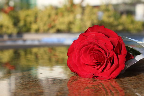 istock Red Rose - Stock Image 510221506