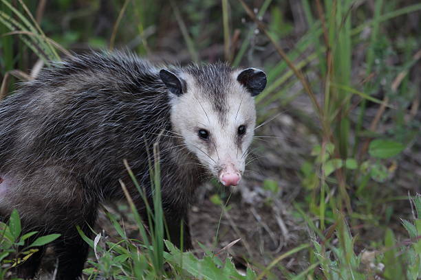 버지니아 opposum - common opossum 뉴스 사진 이미지