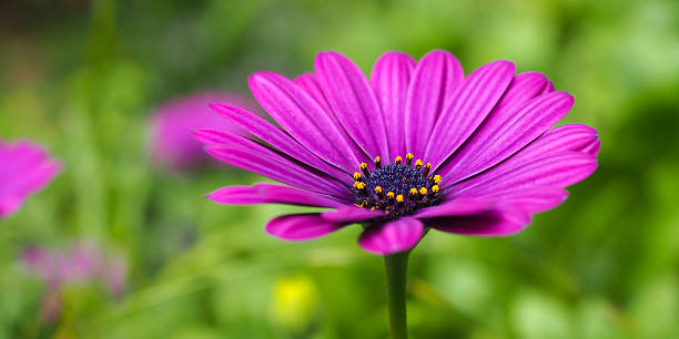 istock Daisy Pink Purple 2 510221606