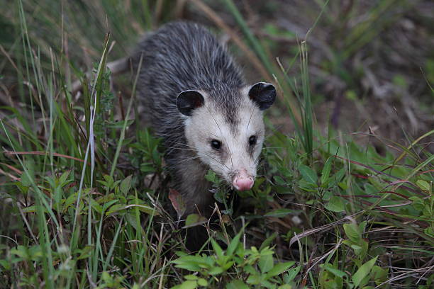 istock Virginia Opposum 510221744