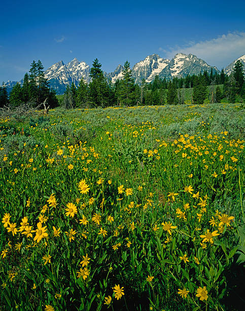 istock Grand Teton 510221755