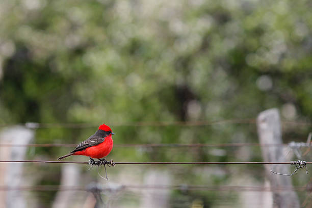 robin - resorte imagens e fotografias de stock