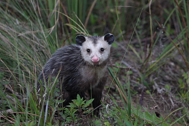 istock Virginia Opposum 510221940