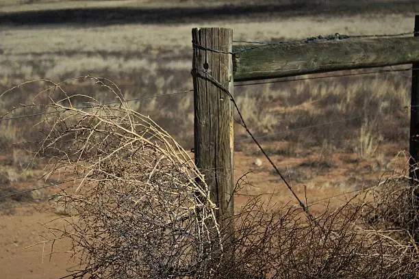 Close-Up of Tumbleweed Against Wooden Fencepost and Barbed Wire