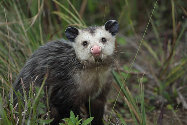 バージニア opposum - common opossum ストックフォトと画像