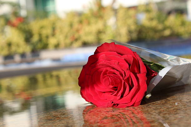 istock Red Rose - Stock Image 510222406