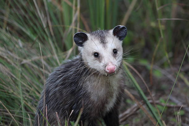 バージニア opposum - common opossum ストックフォトと画像