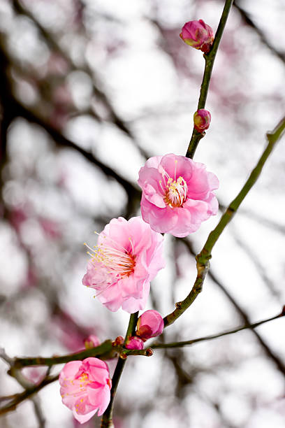 istock Japanese plum blossoms 510222740
