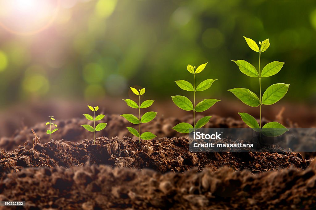 Crecimiento de planta - Foto de stock de Crecimiento libre de derechos