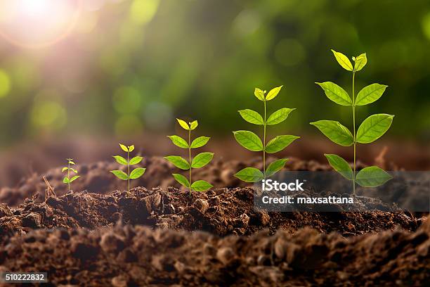 Crecimiento De Planta Foto de stock y más banco de imágenes de Crecimiento - Crecimiento, Flora, Naturaleza