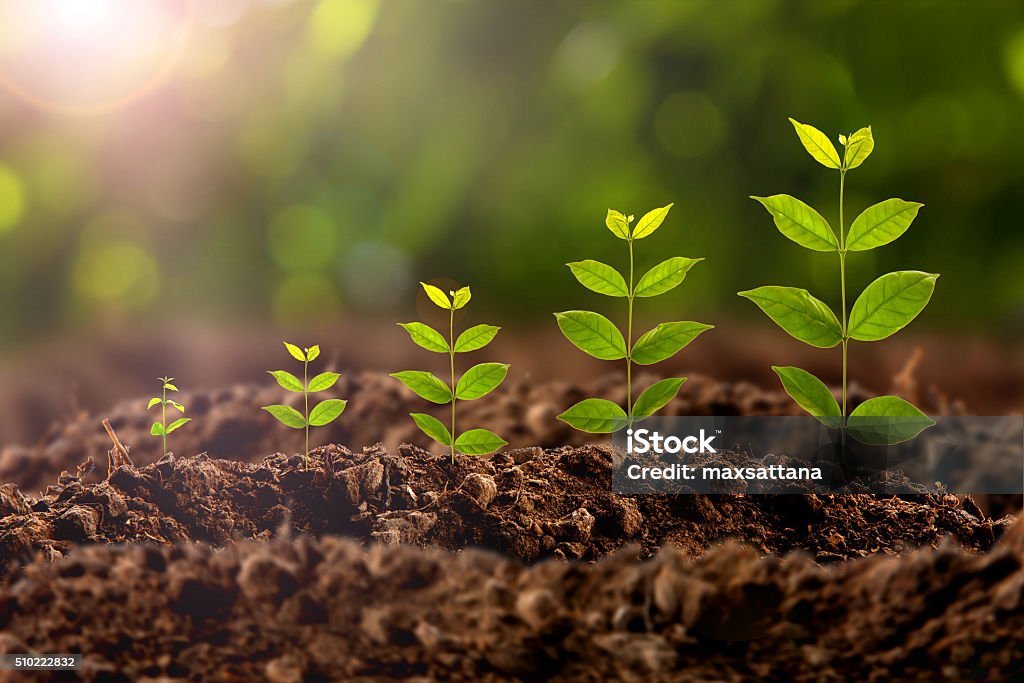 plant growing Growth Stock Photo