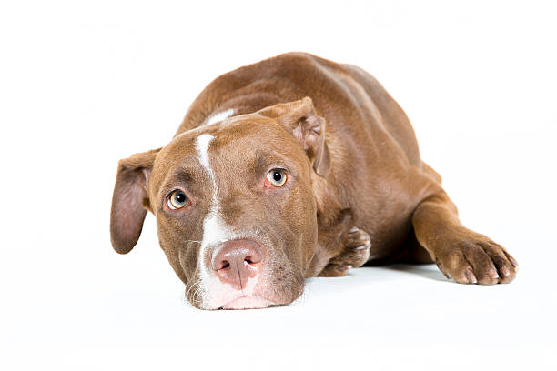 istock Lazy Dog Isolated on White 510222857