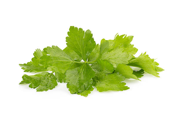 istock Coriander bunch isolated on white 510223170