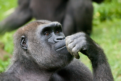 Gorilla is a powerfully built great ape with a large head and short neck, found in the forests of central Africa.