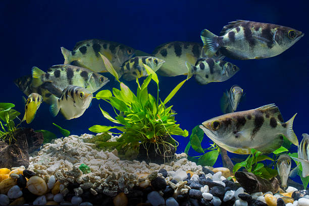 verde bonito plantadas aquário de água doce tropical - hobbies freshwater fish underwater panoramic imagens e fotografias de stock