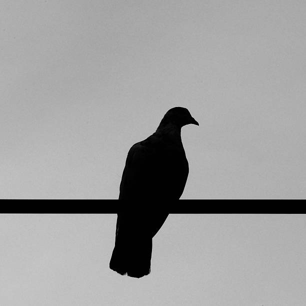 istock Silhouette bird which hanging on wire. 510223711
