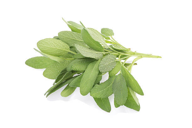 istock Sage plant on a white background 510223802