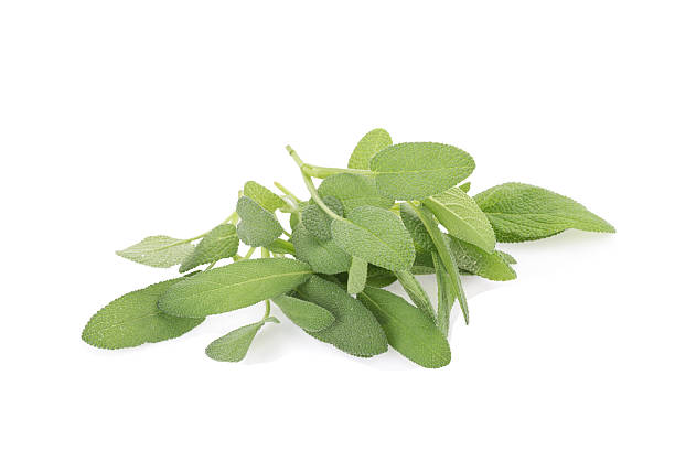 istock Sage plant on a white background 510223896
