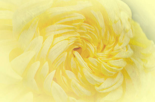 istock Chrysanthemum flower soft style background 510224121