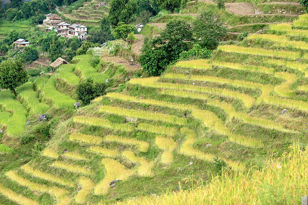 istock Terraced rice fields. Tolka-Landruk-Nepal. 0567 510224429