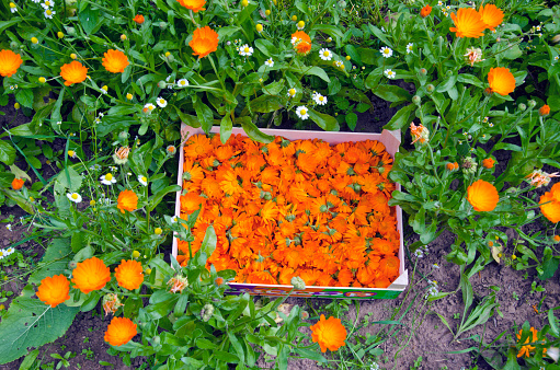 Orange calendula blooms collected in a wooden box in herb garden