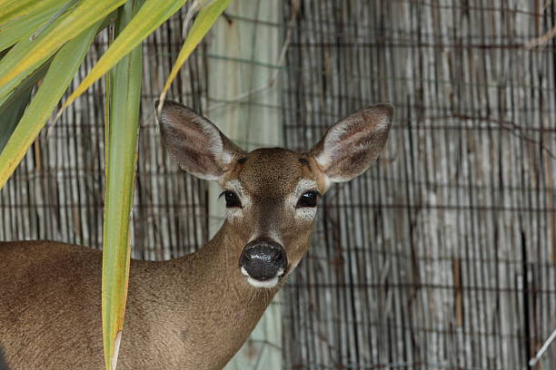 Florida Key Deer stock photo