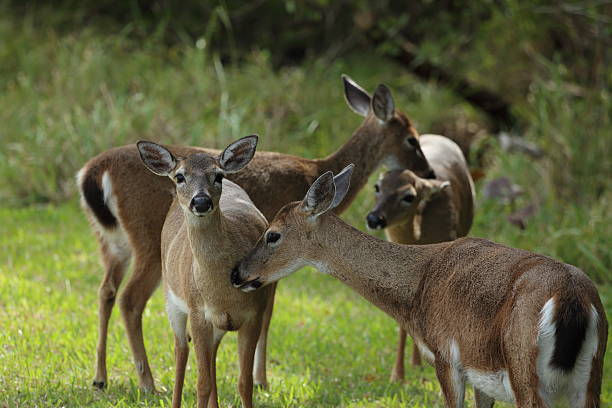Florida Key Deer stock photo