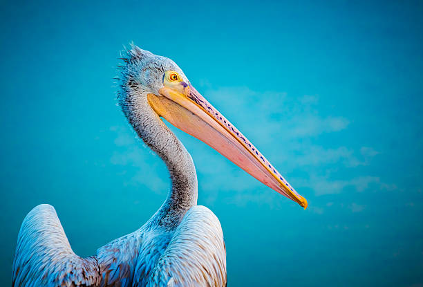 primo piano di pelican su sfondo blu acqua - pellicano foto e immagini stock