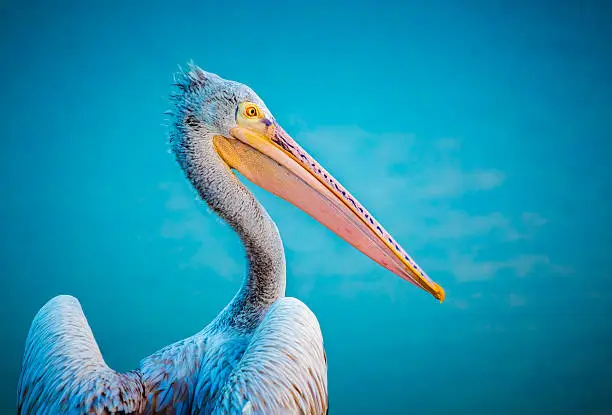 Close up of golden hour sunlit pelican on a blue water background