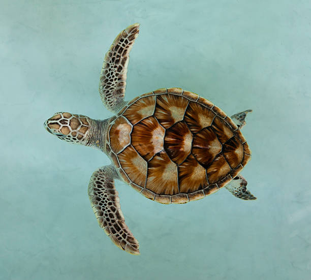 istock Green sea turtle swimming in ocean 510225969