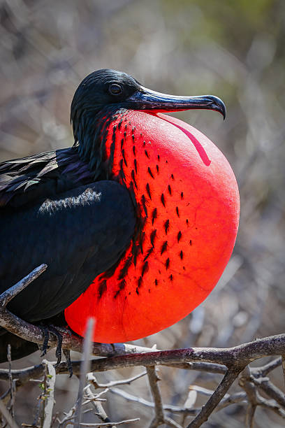 istock Magnificant Frigattebird Galapagos 510226521