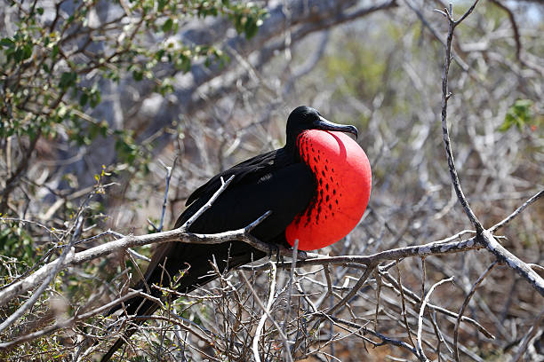 Prachtfregattvogel Galapagos