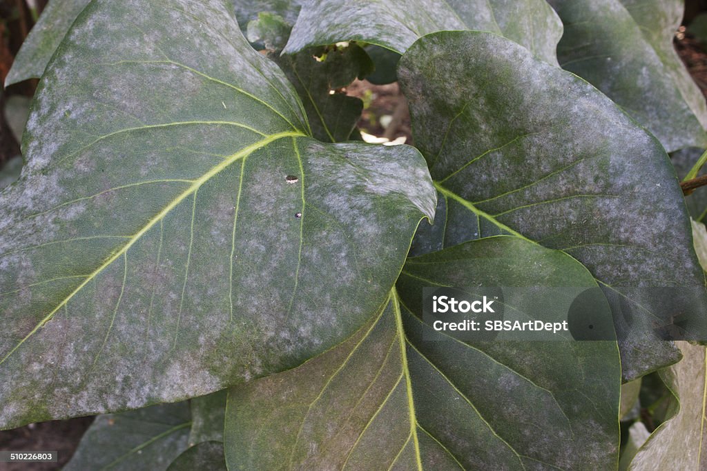 Lilac leaves with powdery mildew Sick leaves on a lilac bush Powdery Mildew Fungus Stock Photo