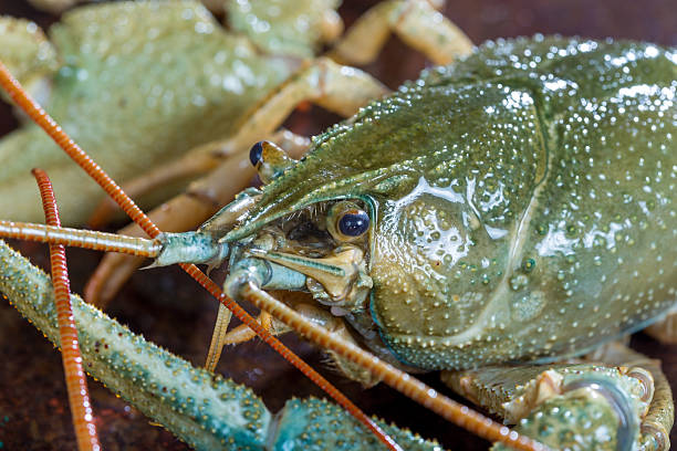 istock Live crayfish close up 510226855